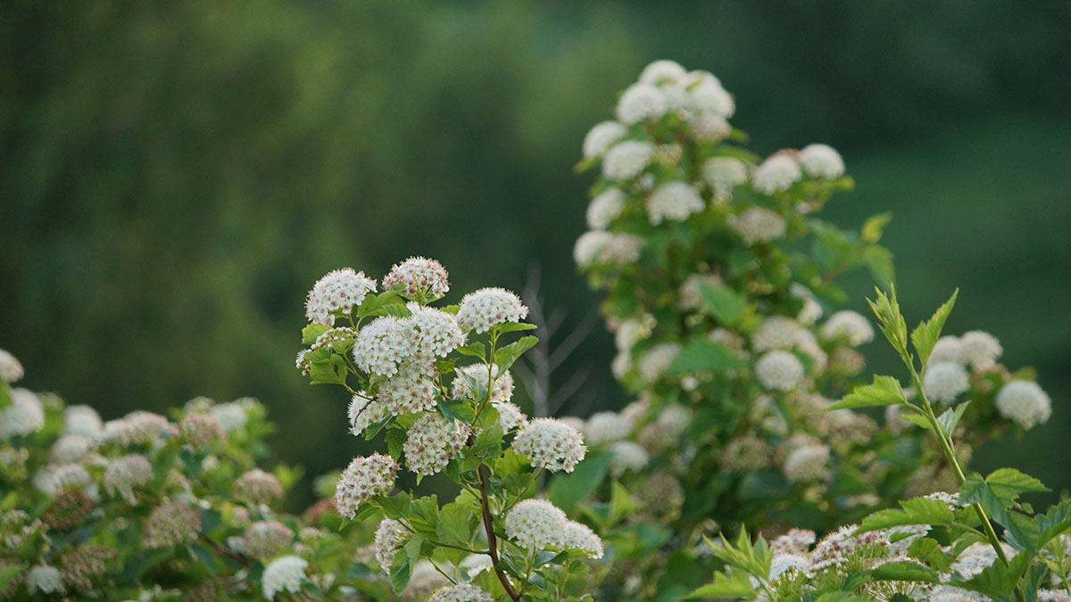 «Вопреки народным прогнозам»: в вольере волков в Московском зоопарке расцвела черемуха