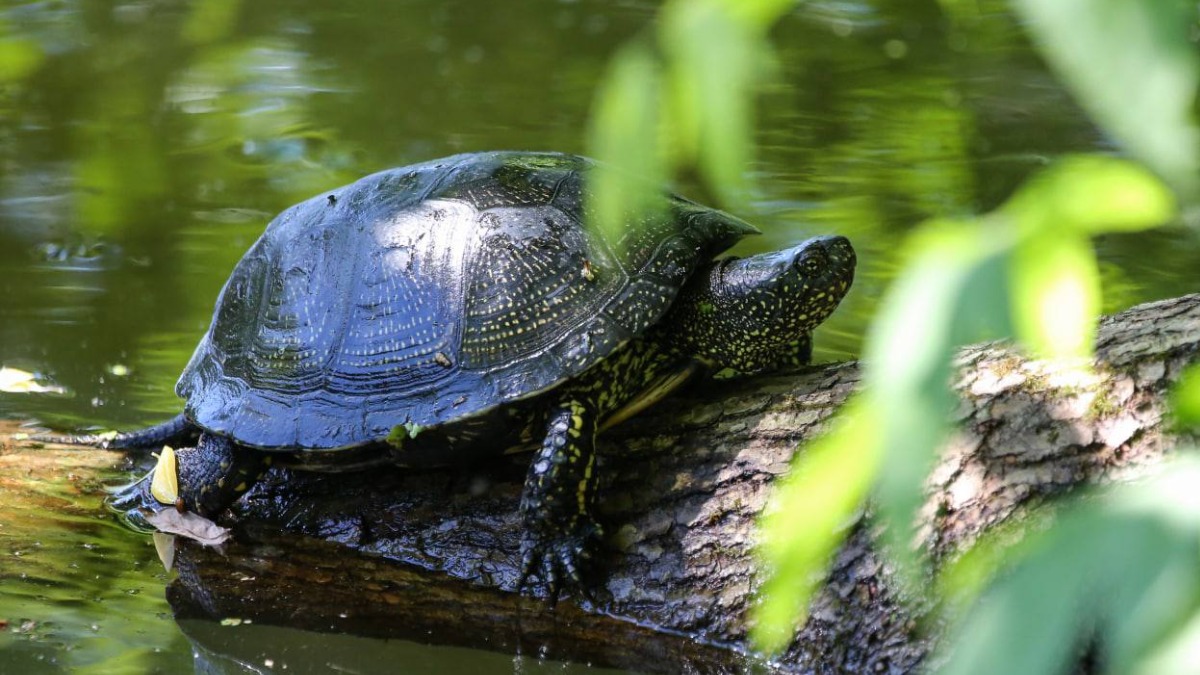 Краснокнижных болотных черепах заметили в парке «Кузьминки-Люблино»
