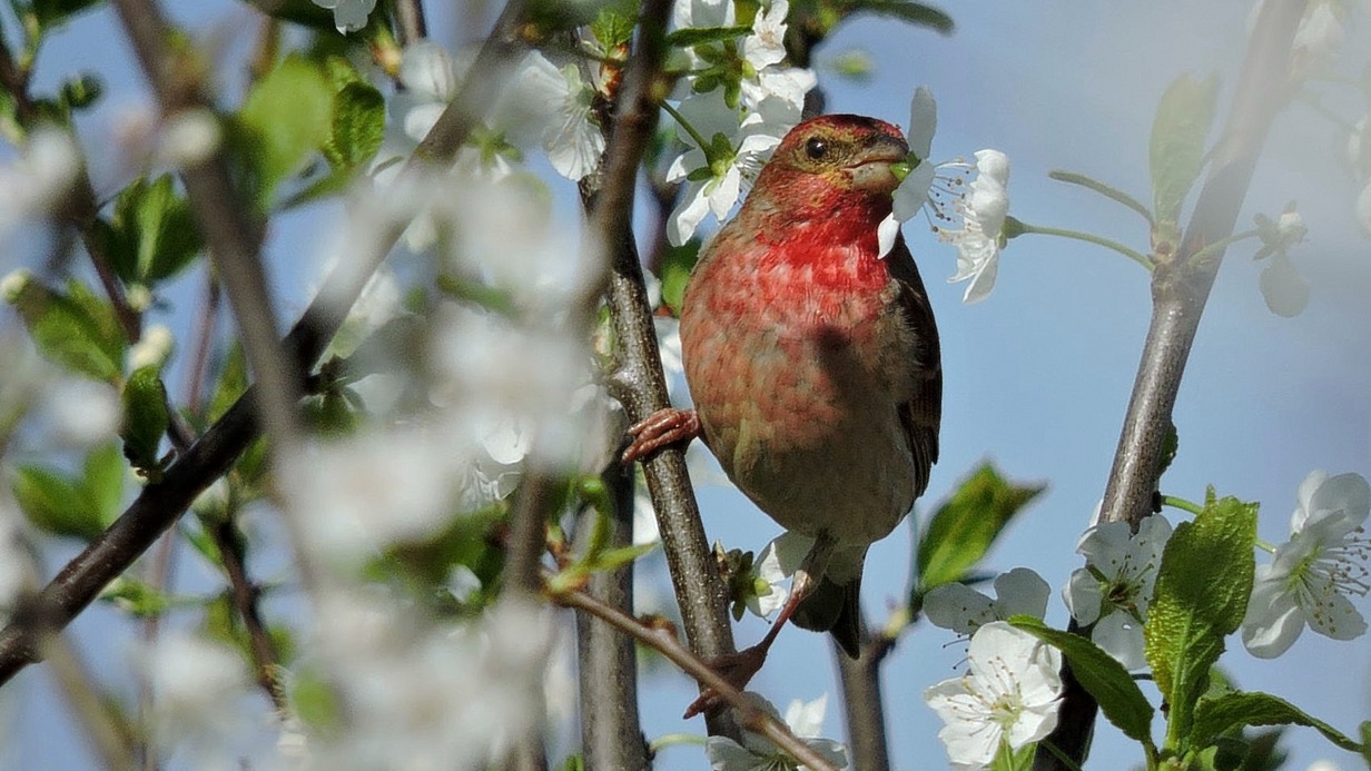 Мосприрода: Животные и птицы в городских парках хорошо переносят жару