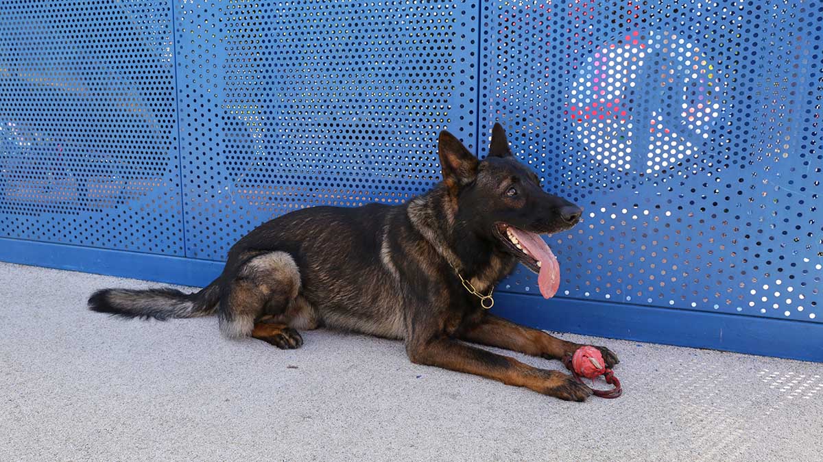 Подмосковный приют опроверг данные о гибели 30 собак при пожаре