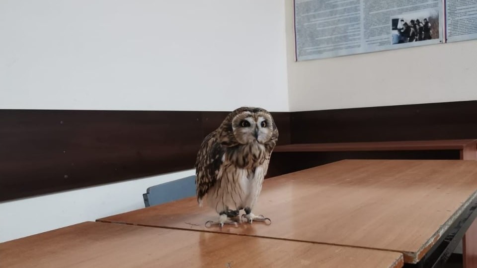 Двух краснокнижных сов спасли в центре Москвы