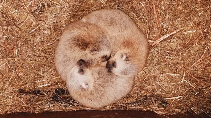 Детеныши краснокнижной росомахи родились в Московском зоопарке