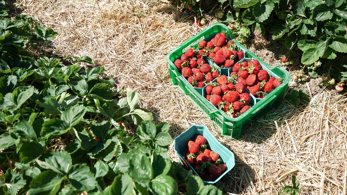 А на грядке созревают шоколадки: москвичи коллекционируют и выращивают на дачах необычные сорта ягод