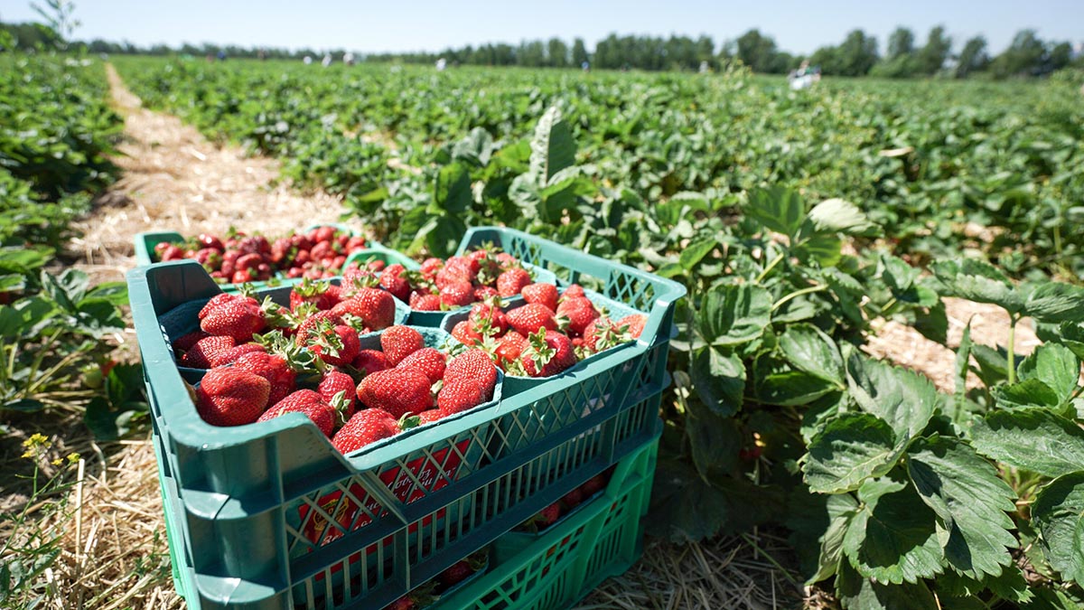 Эксперт Туманов перечислил сорта клубники, которые лучше всего сажать на даче