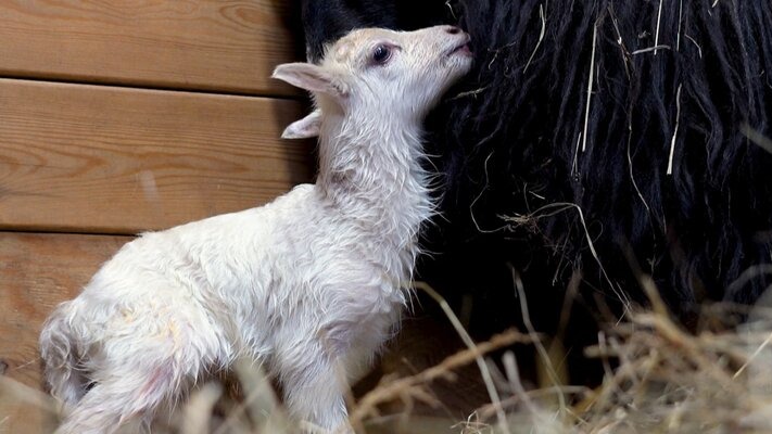 Москвичи выберут имя для ягненка из Московского зоопарка