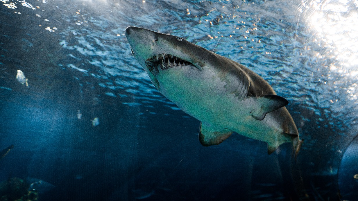 Генконсульство России отреагировало на нападение акул на людей в Египте