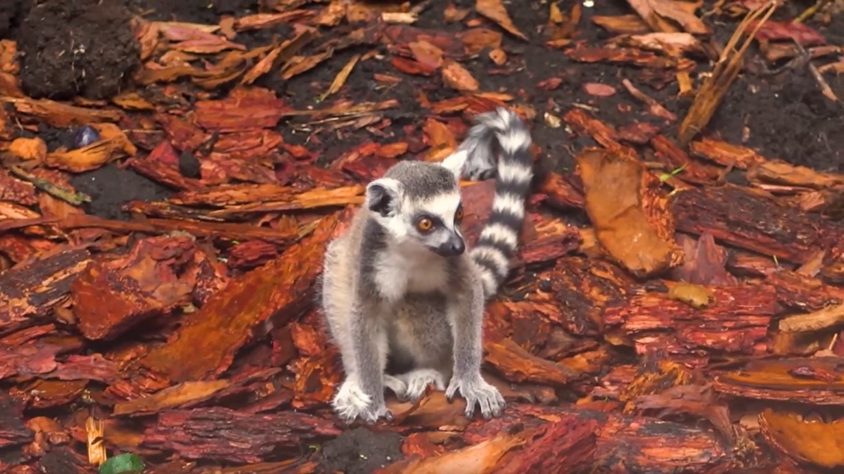 Детеныш кошачьих лемуров появился на свет в Московском зоопарке