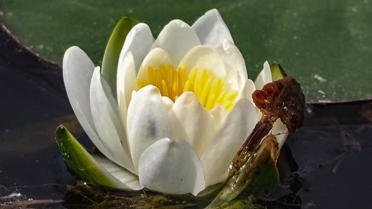 Кувшинки и кубышки заметили в парке «Кузьминки-Люблино»