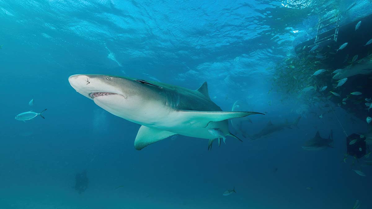 Акула напала на спасавшего ее 24-летнего дайвера
