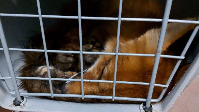 Клетку с лисой нашли на станции метро «Бульвар Рокоссовского»