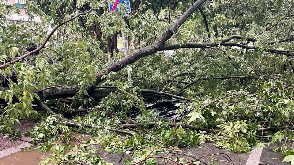 Дерево насмерть задавило человека на западе Москвы