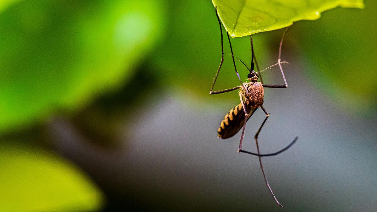 Защита от комаров и насекомых