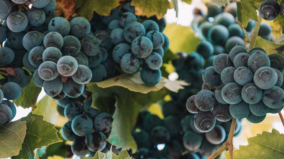 Диетолог Мухина назвала самую опасную для пожилых людей ягоду