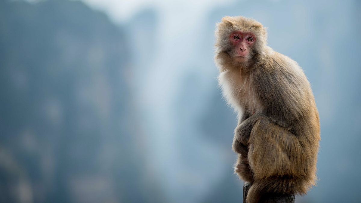 Обезьяна обесточила всю Шри-Ланку, упав на линию электропередачи