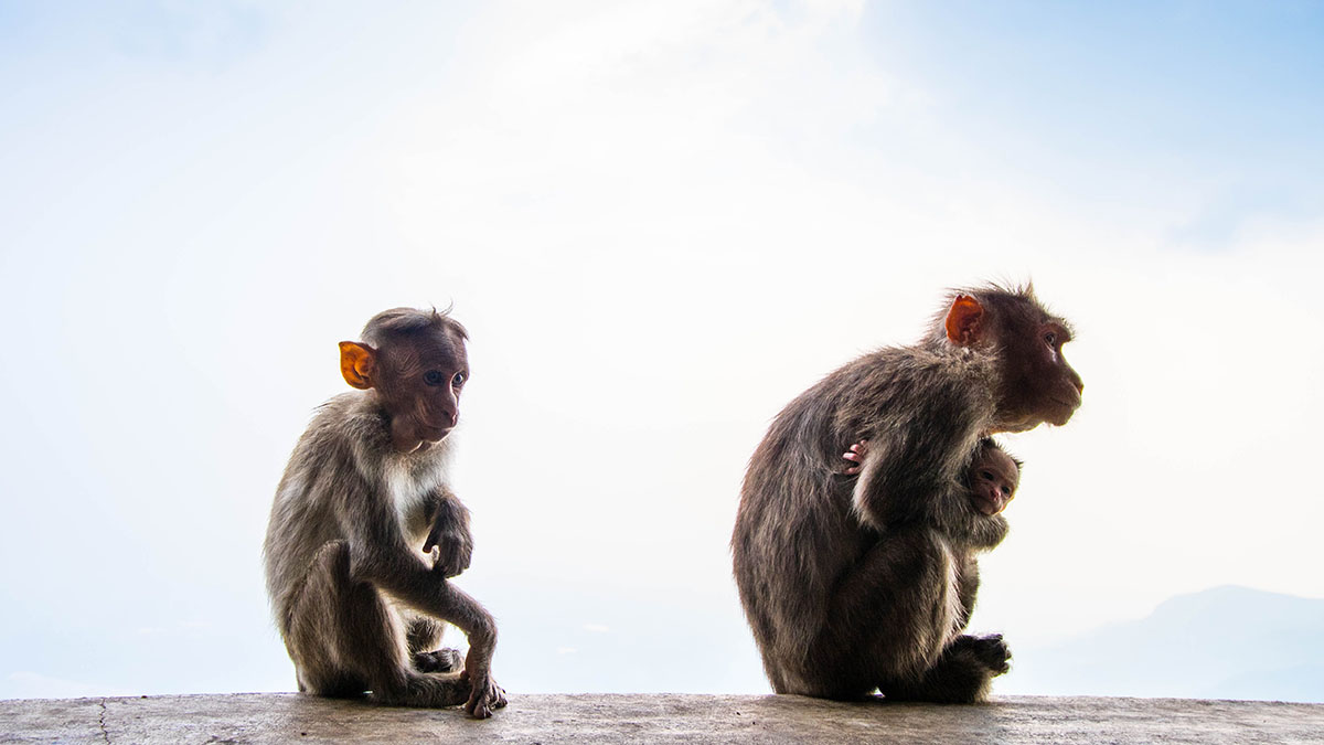 «Раньше не проявляли агрессии»: животные не в первый раз сбегают из частного зоопарка в Мытищах