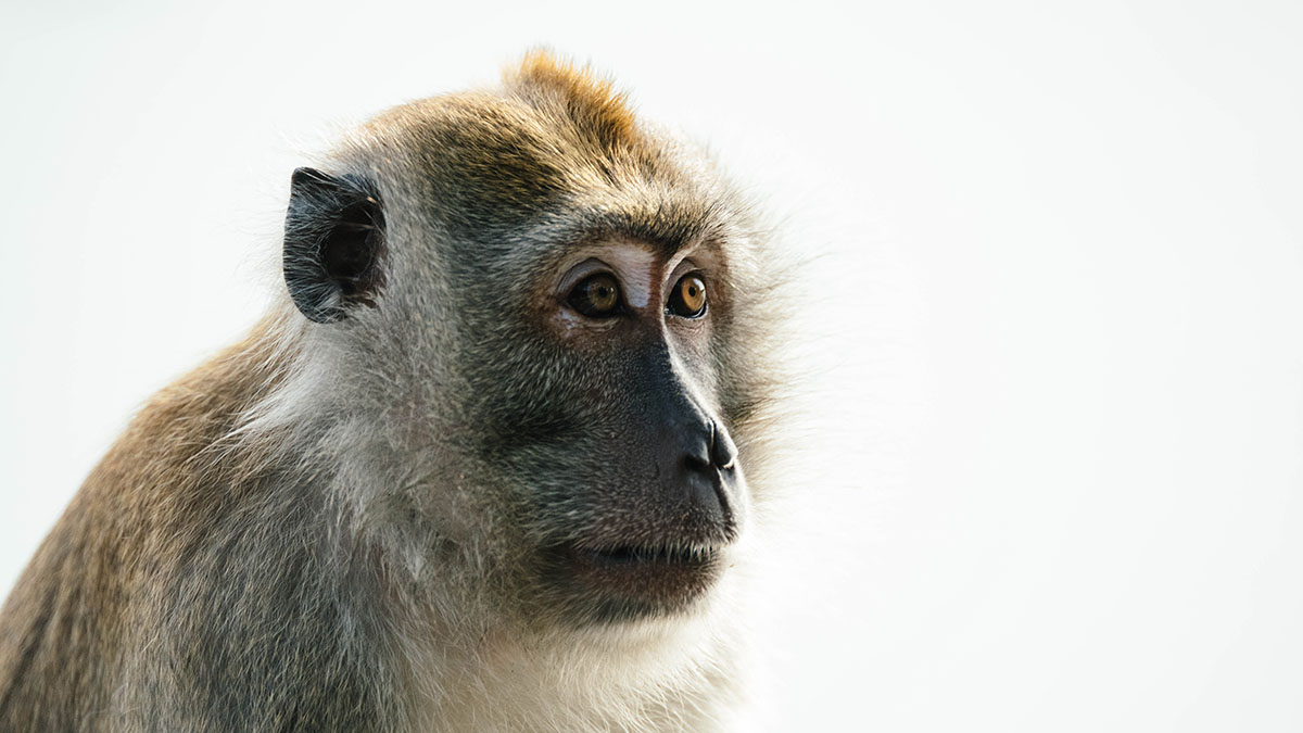 Действительно ли знаменитая горилла Коко владела языком жестов?
