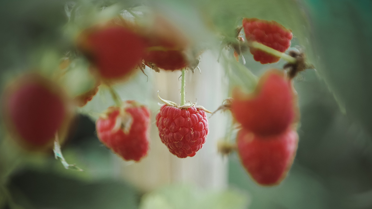 Ландшафтный дизайнер Коврижных рассказала о трех способах борьбы с тлей