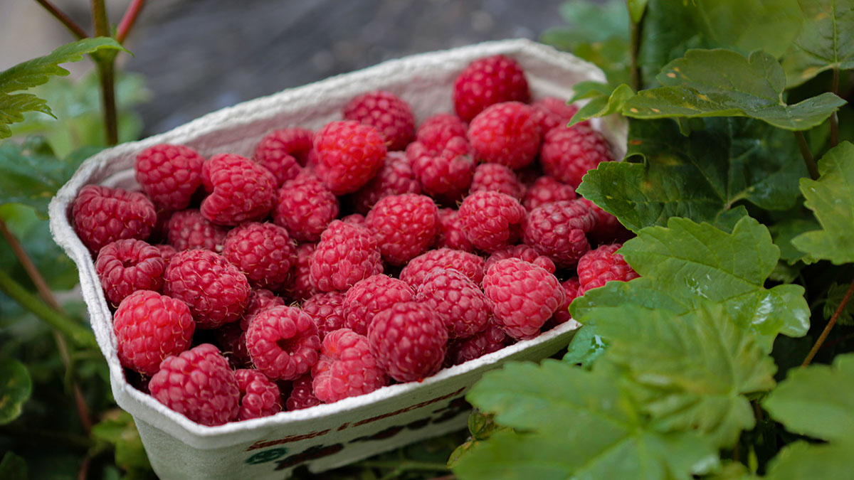 Стоматолог Бойцова перечислила самые опасные для зубов фрукты и ягоды