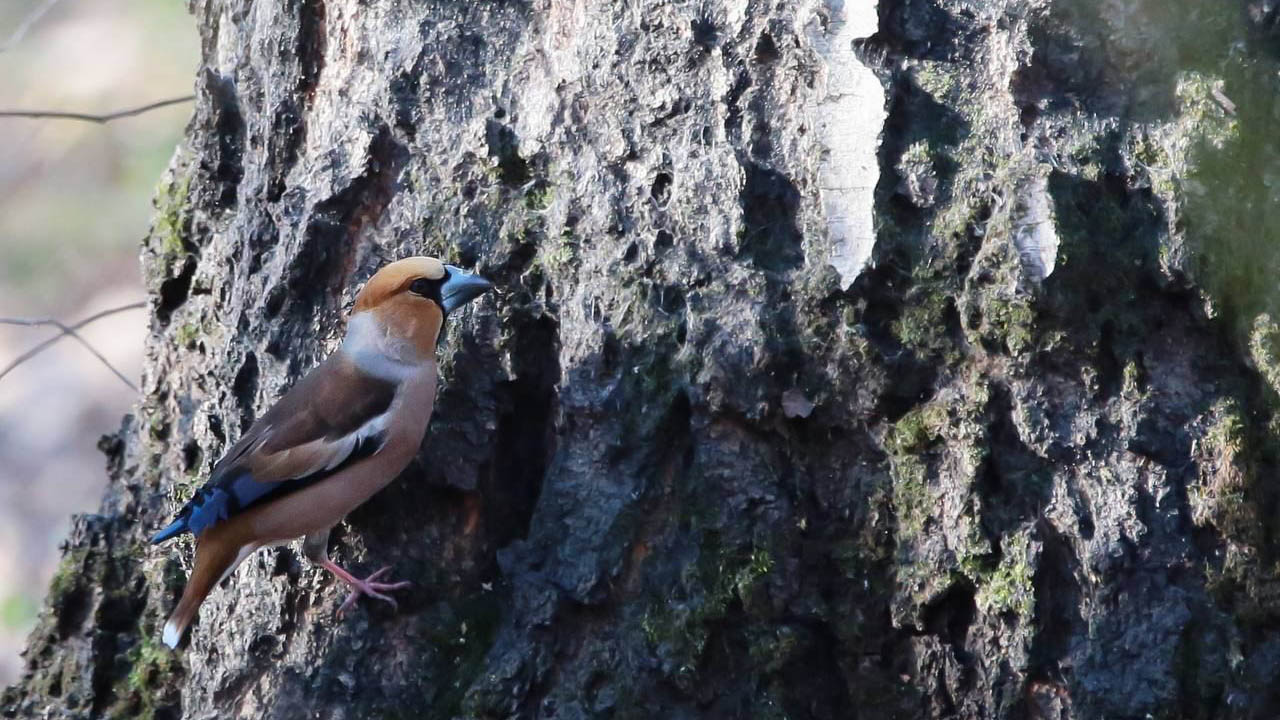 Дубонос поселился в природно-историческом парке «Кузьминки-Люблино»