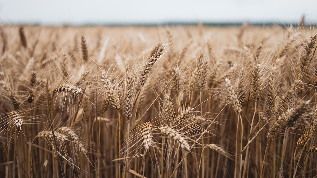 Bloomberg: Морская торговля Украины умерла после остановки зерновой сделки