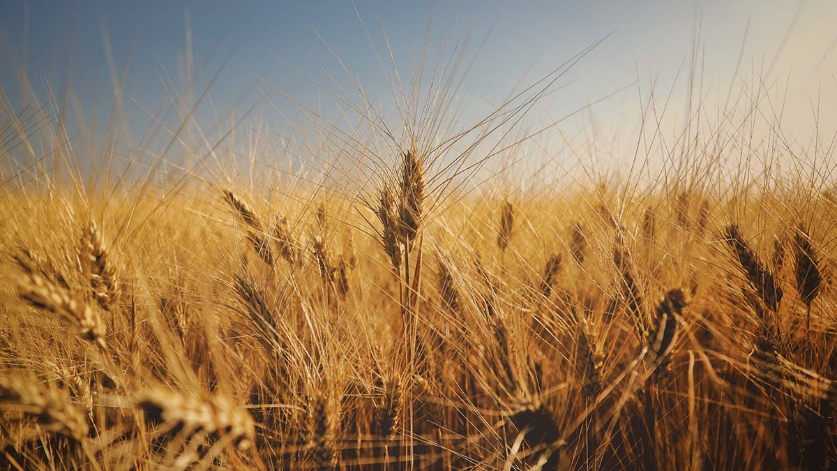 «Цены зависят от России и Украины»: как обстоит ситуация на рынке зерна