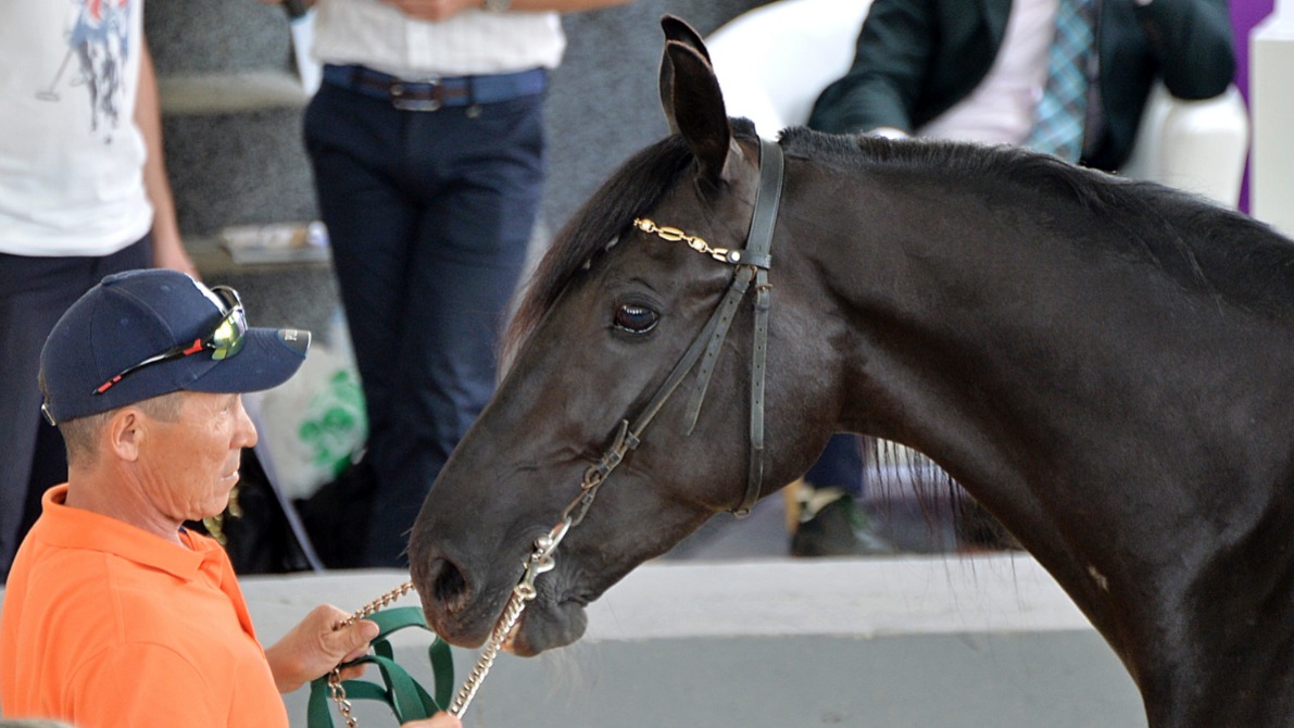 Мастер-наездник Тебербулат Тунгатаров показывает членам жюри коня Налима — статного орловского рысака. Среди лошадей этой породы на ВДНХ выбрали самых безупречных «конкурсантов». Они получили звание «Национальное достояние России»