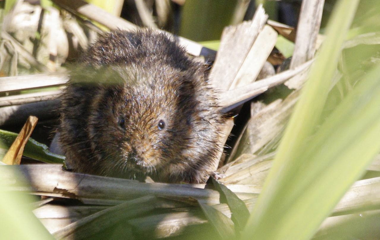 Краснокнижную водяную полевку заметили в парке «Царицыно»