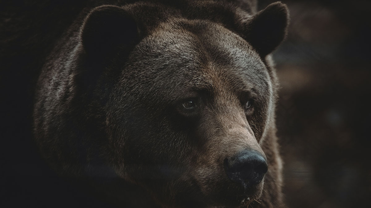 100 000 изображений по запросу Спящий медведь доступны в рамках роялти-фри лицензии
