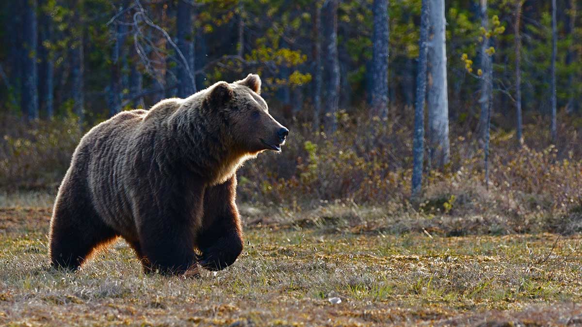 Медведь напал на собиравшего орехи мужчину в Красноярском крае