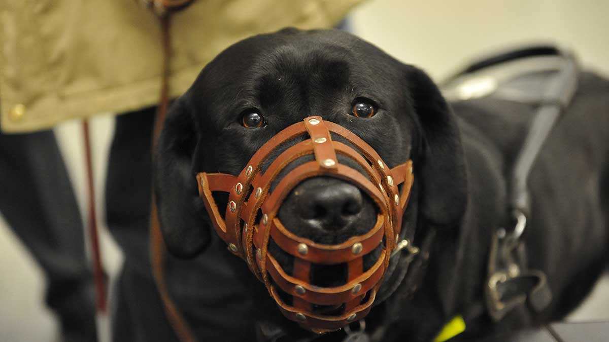 Домашняя собака насмерть загрызла пятилетнего мальчика в Красноярске