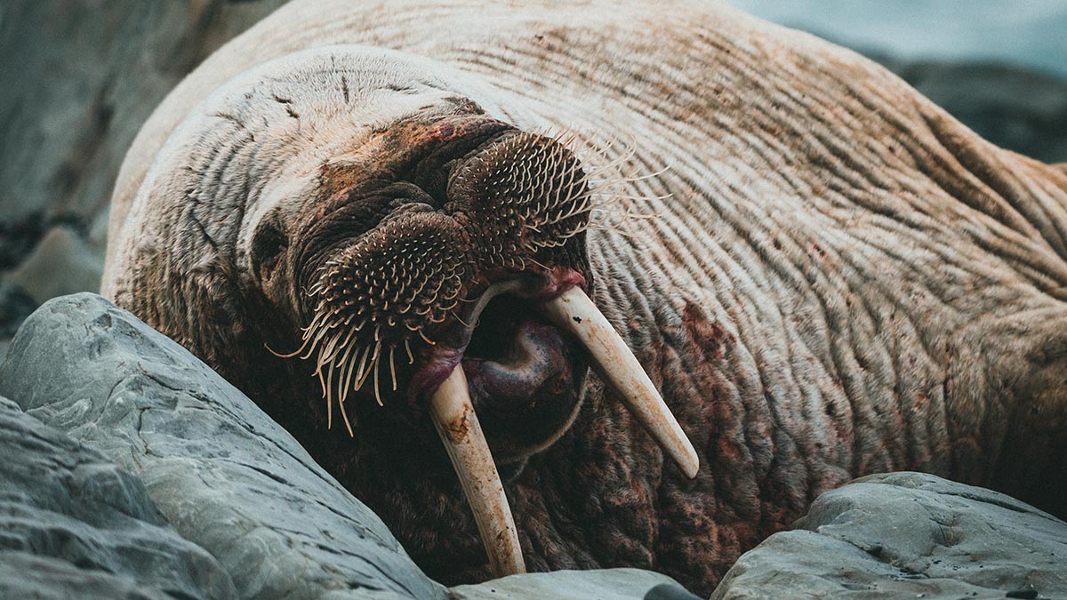 Таможенники Забайкальска задержали туристку с бивнями моржа в трусах