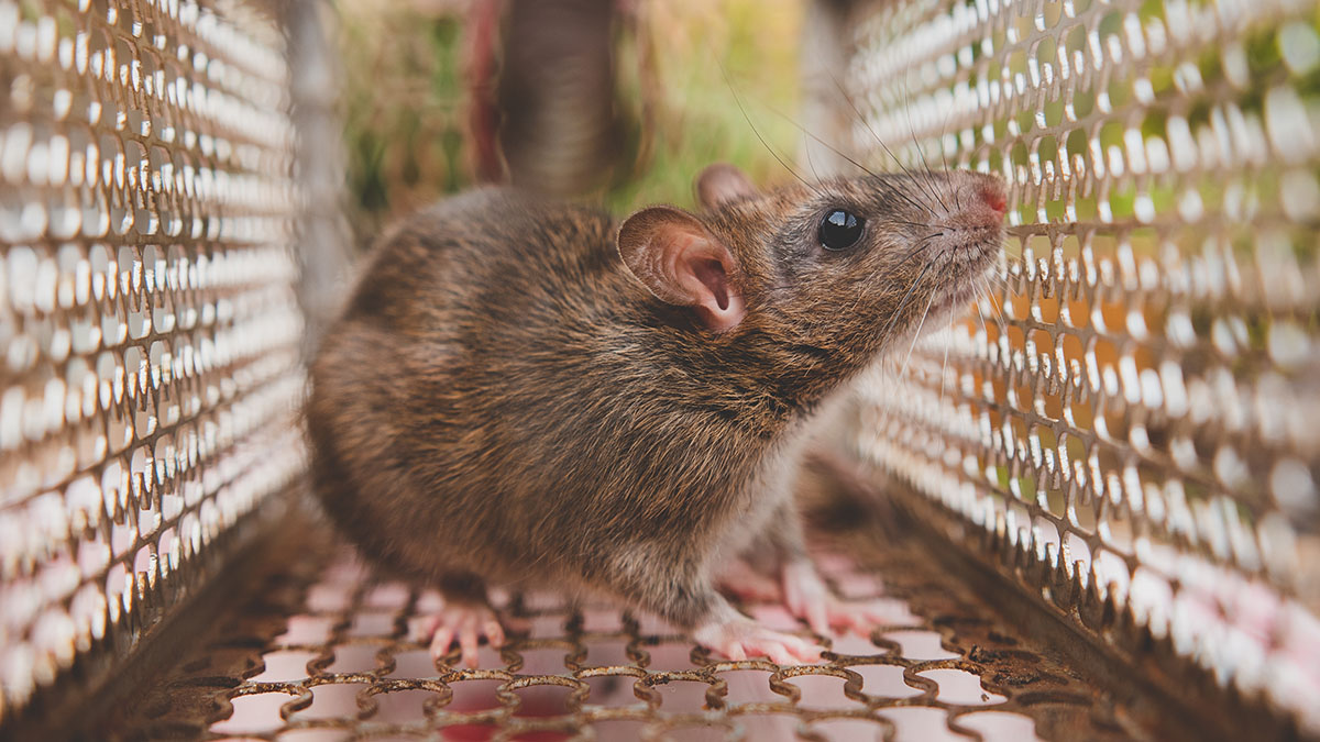 Врач Болибок предостерег россиян об опасности заражения мышиной лихорадкой