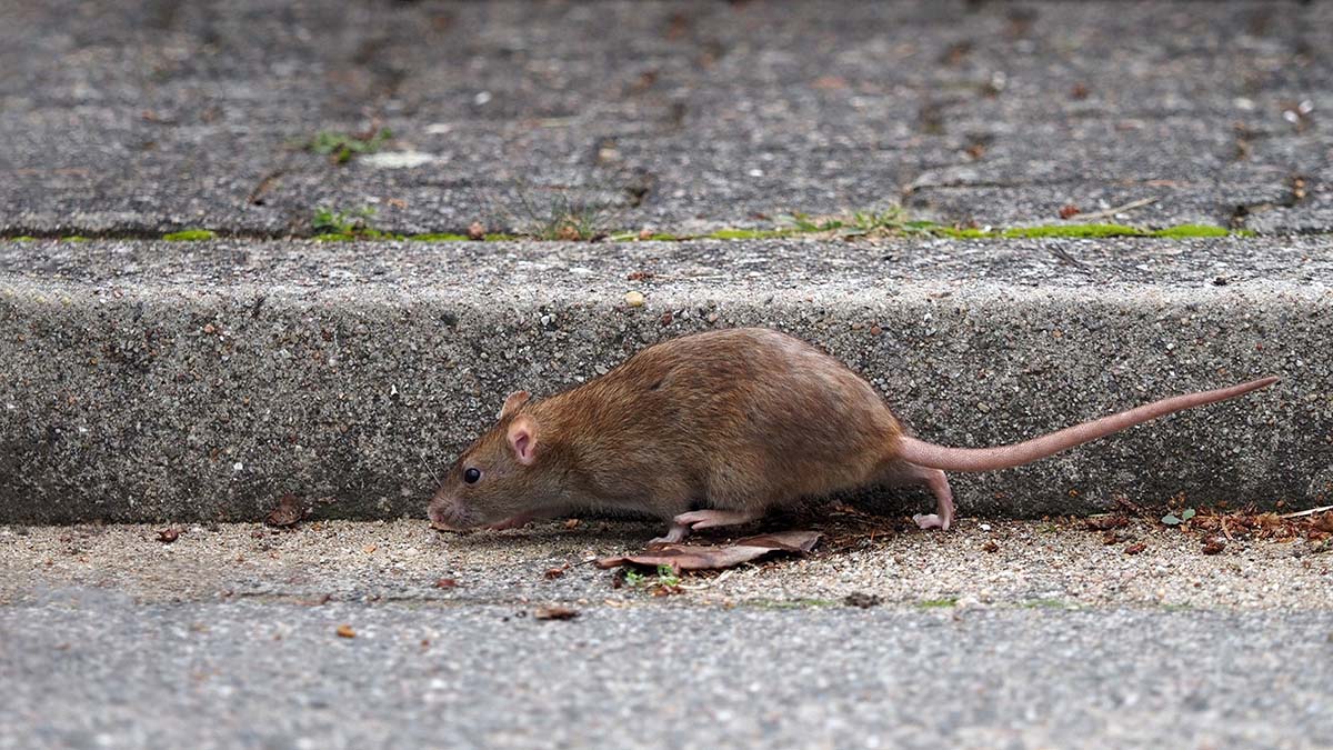 Профессор Чумаков назвал основной фактор, который способствует распространению чумы