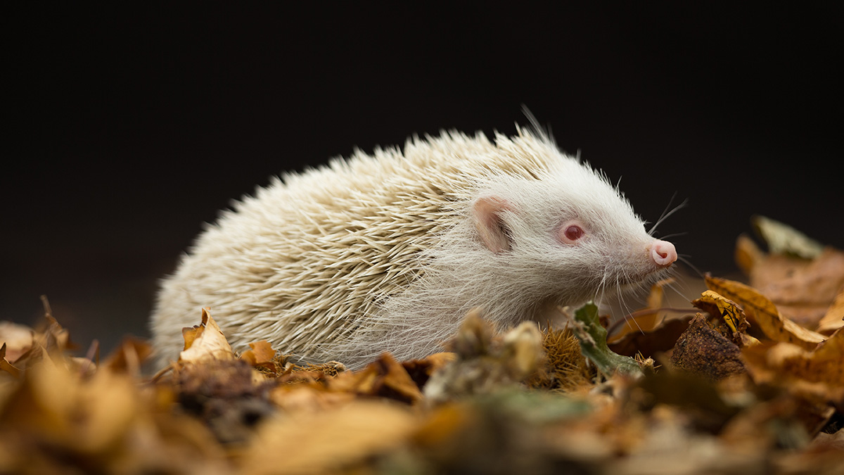 Семейство сурикатов и еж-альбинос: какие животные стали «попутчиками» пассажиров ЦППК