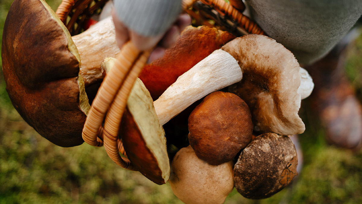 «Первые дезертиры»: какие грибы можно собрать в Подмосковье в июне