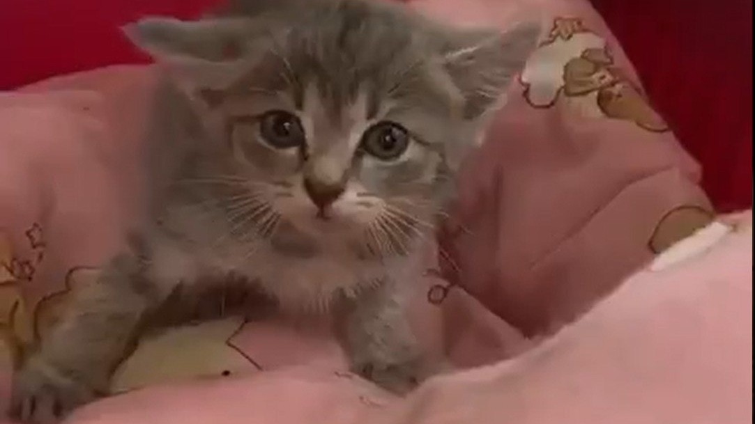 Женщина привела котенка на поводке в магазин в Люблине