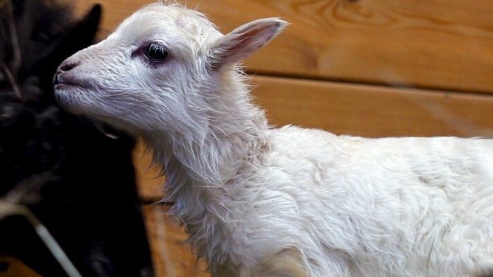 Москвичи выбрали имя для ягненка из Московского зоопарка