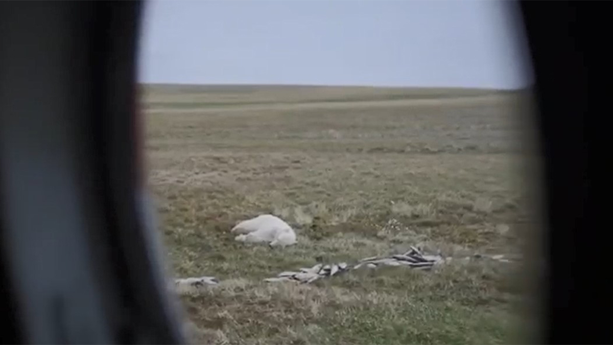 Спасенную в Диксоне медведицу выпустили в естественную среду обитания с запасом рыбы