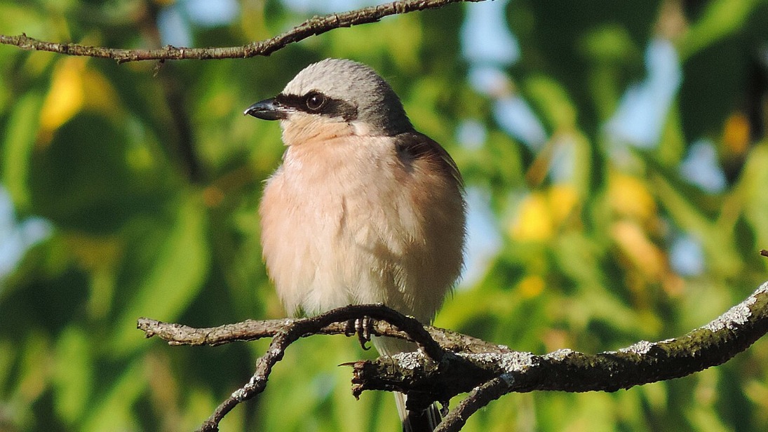 Краснокнижного жулана обнаружили в природном заказнике «Жулебинский»