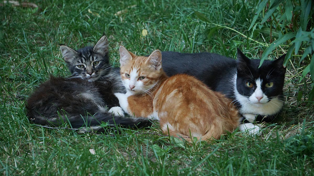 Пушистые терапевты: столичный психолог рассказала о пользе общения с кошками