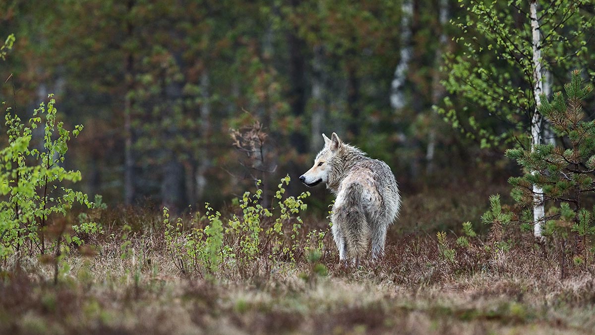 Ученые обнаружили животных-мутантов в зоне Чернобыльской АЭС 
