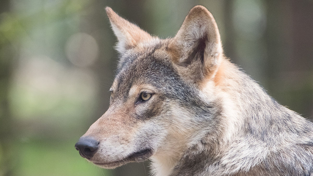 Профессор МГУ оценил опыт с воскрешением лютоволка, который прошел в США