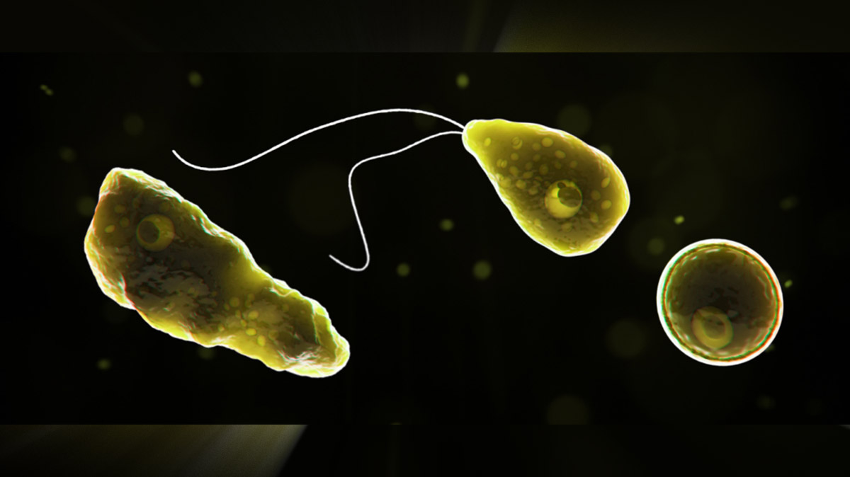 Чем опасны амебы-«мозгоеды»