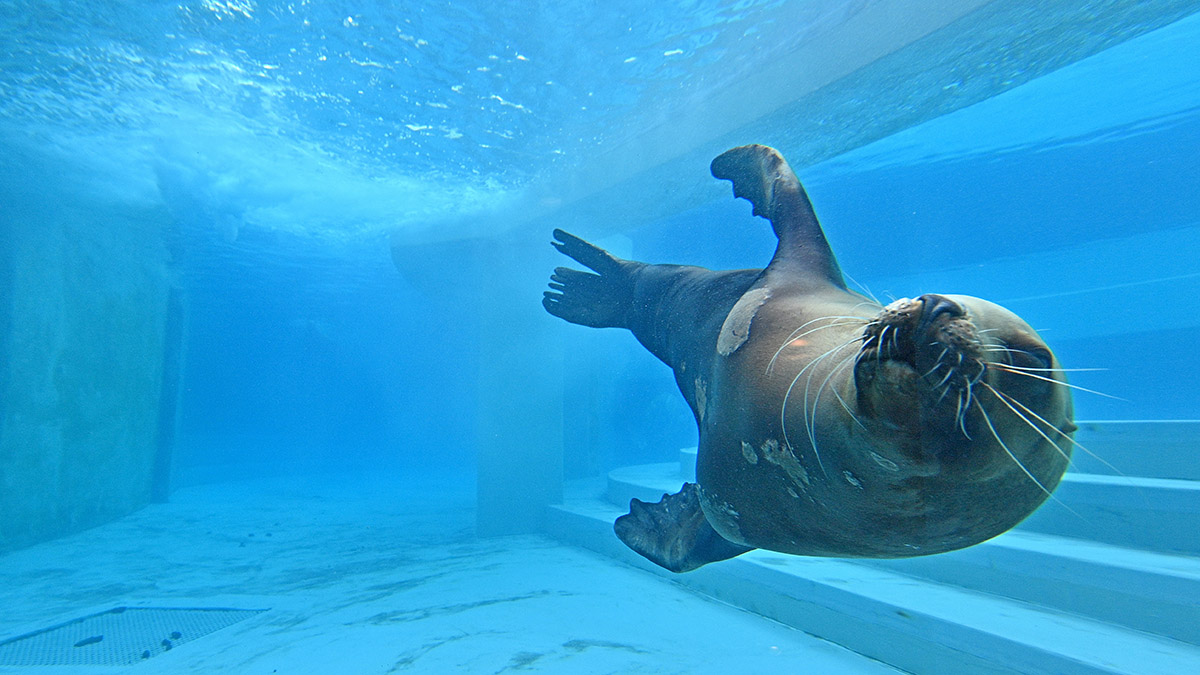 Новый дом для ластоногих