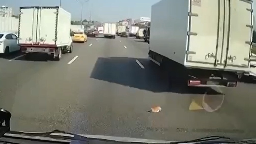 Водитель грузовика спас котенка на МКАД