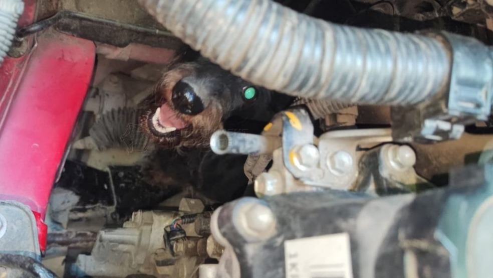 Спасатели освободили застрявшую под капотом машины собаку