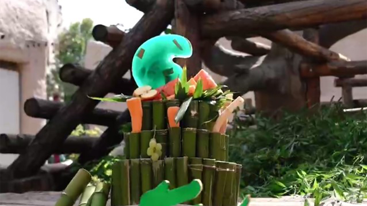 День рождения панд отпраздновали в Московском зоопарке бамбуковым тортом