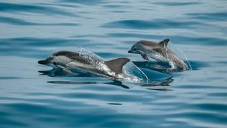 Участники проекта «Активный гражданин» выберут имя для дельфиненка из Красной книги
