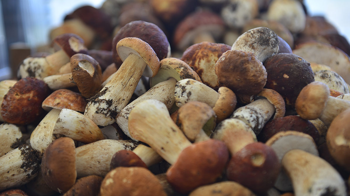 Какие грибы можно найти в Подмосковье в апреле