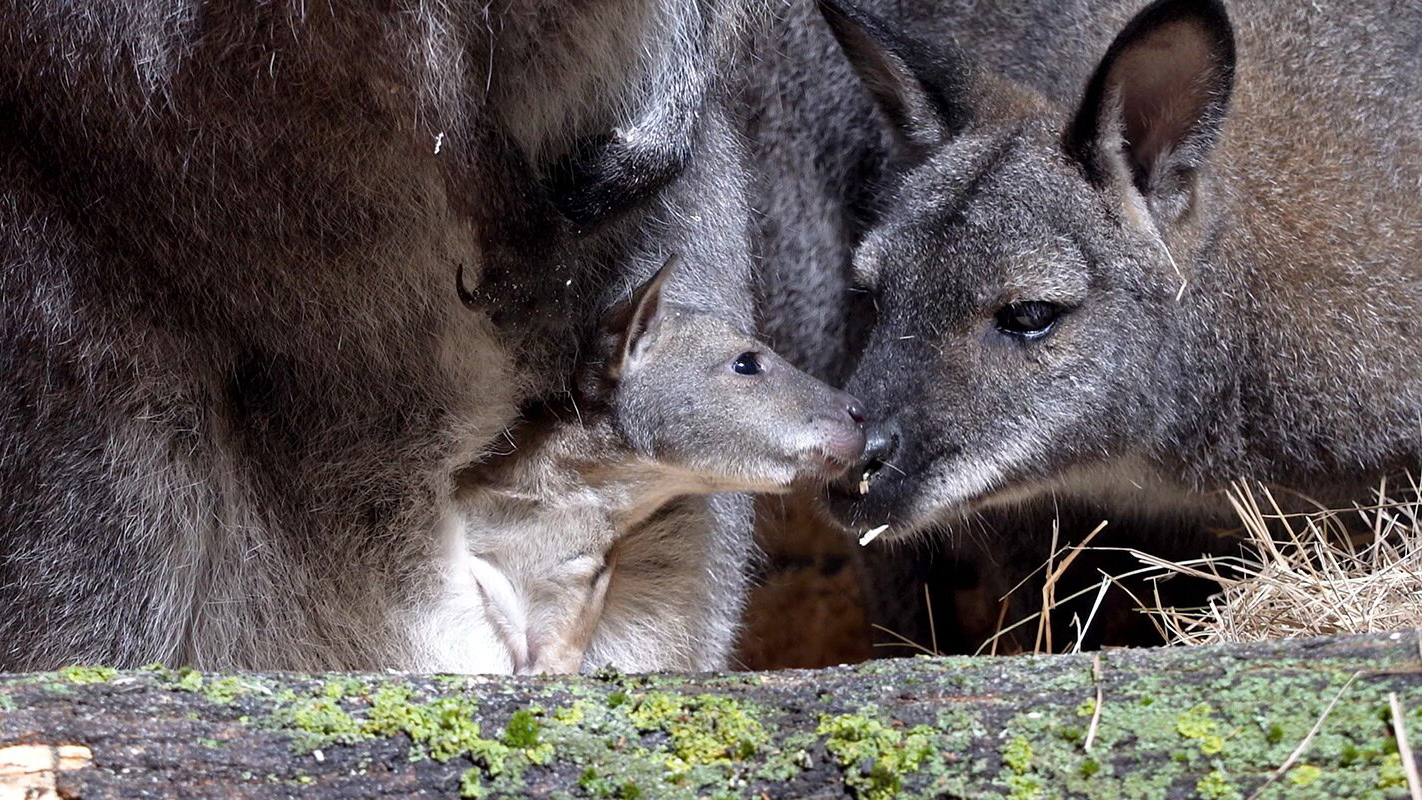 Кенгуренок появился на свет в Московском зоопарке